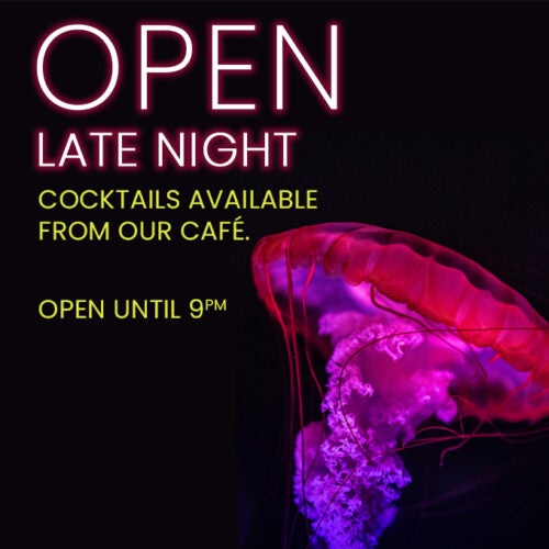 Open Late Night 3