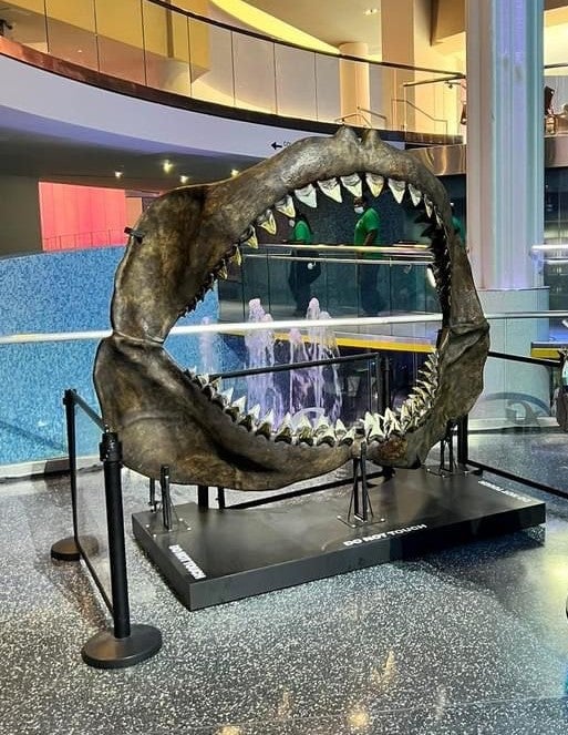 Megalodon Jaw at Georgia Aquarium