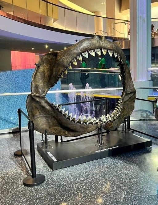 Megalodon Shark Jaws