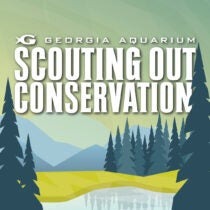 Scouting Out Conservation 11