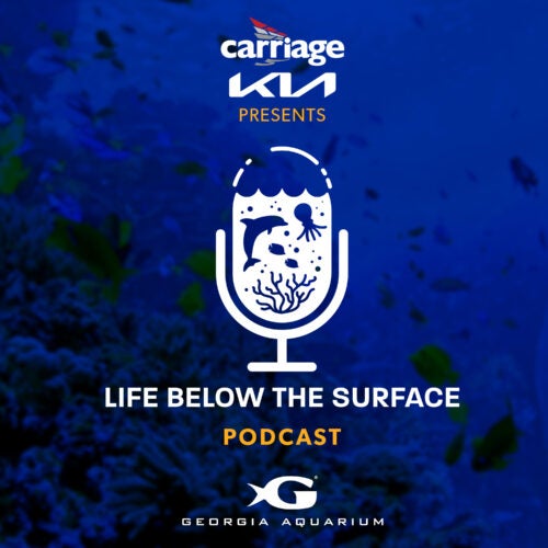 Georgia Aquarium Podcast - Life Below the Surface 1