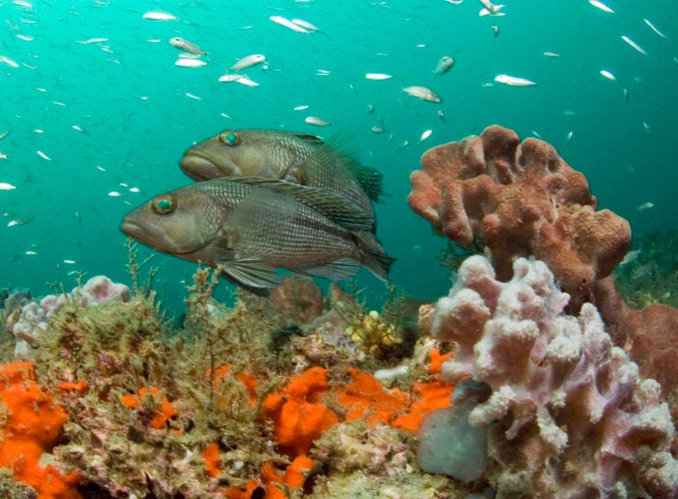 Celebrating 50 Years of National Marine Sanctuaries 3