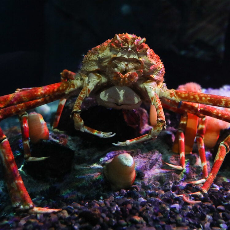 Tuesdays in the Field - Deep Sea 3