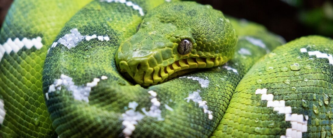 National Reptile Awareness Week
