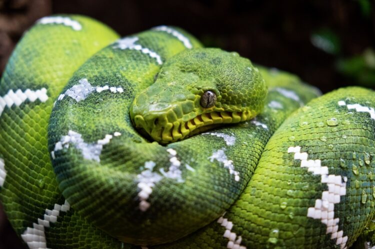 National Reptile Awareness Week