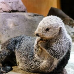 Sea Otter Awareness Week