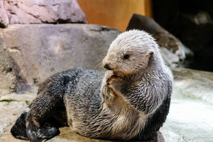 Sea Otter Awareness Week
