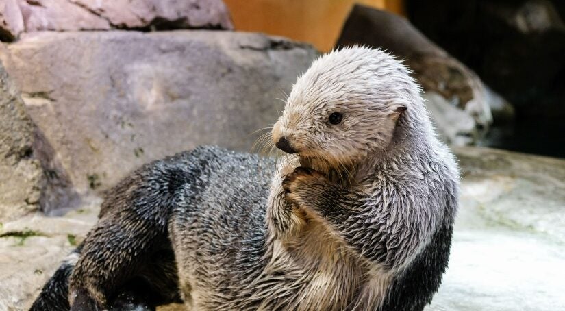 Sea Otter Awareness Week
