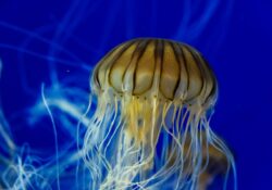 World Jellyfish Day