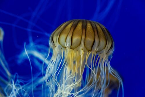 World Jellyfish Day