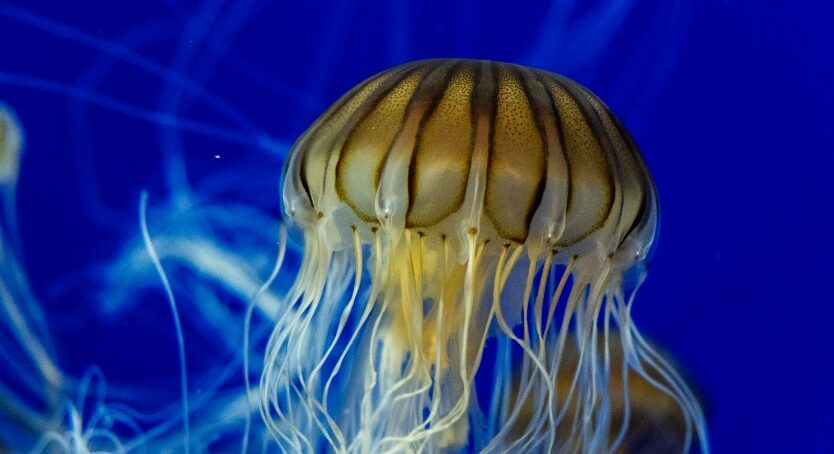 World Jellyfish Day