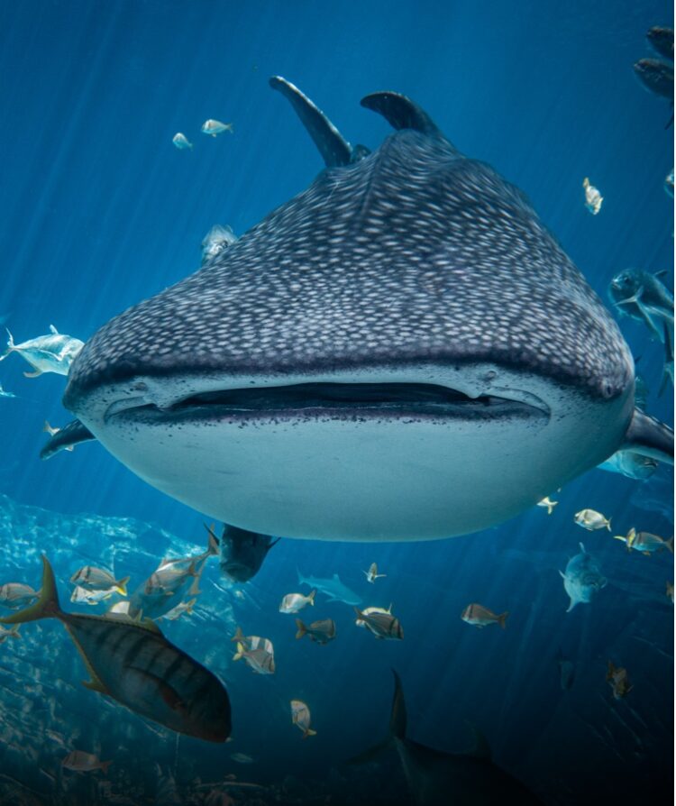 Ocean Visions – UN Decade Collaborative Center for Ocean-Climate Solutions
