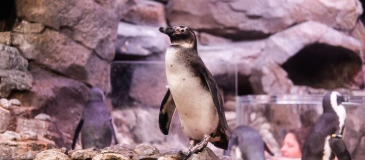 African Penguin Awareness Day 1