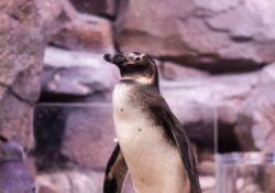 African Penguin Awareness Day 2