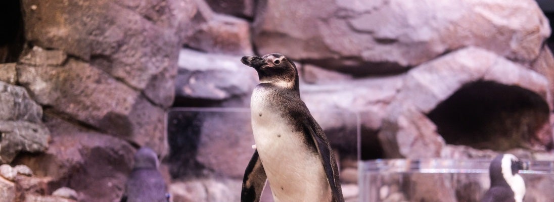 African Penguin Awareness Day 2