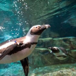 African Penguin Awareness Day 3