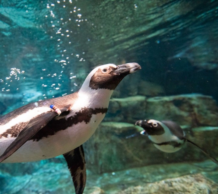 African Penguin Awareness Day 3