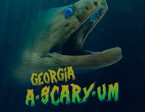 Georgia A-SCARY-UM 5