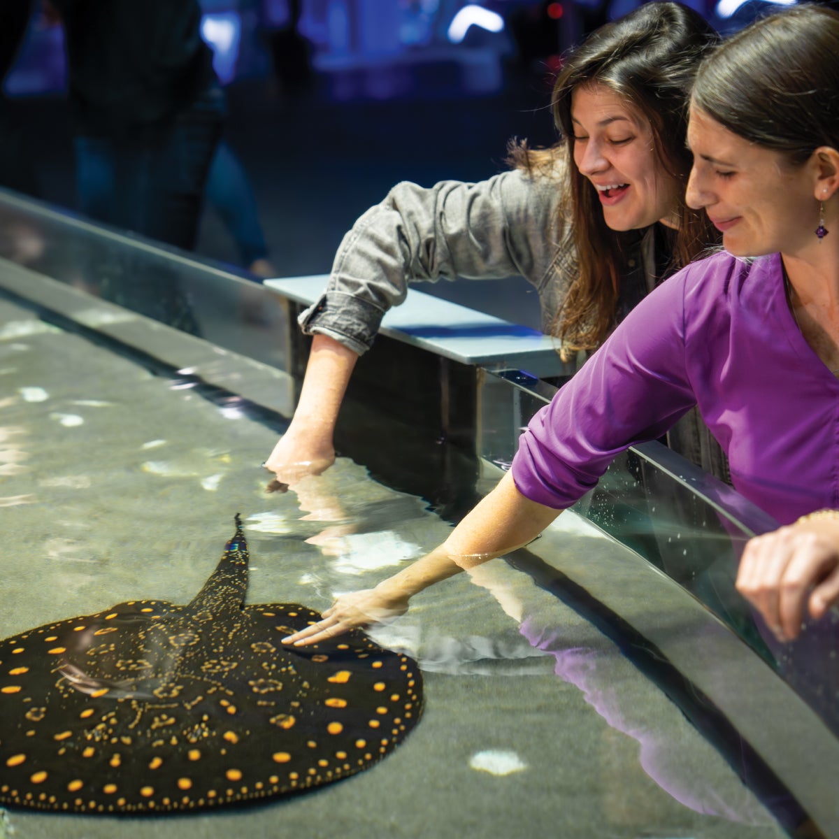 Just in Time for Summer, Resident Pass is Back Aquarium