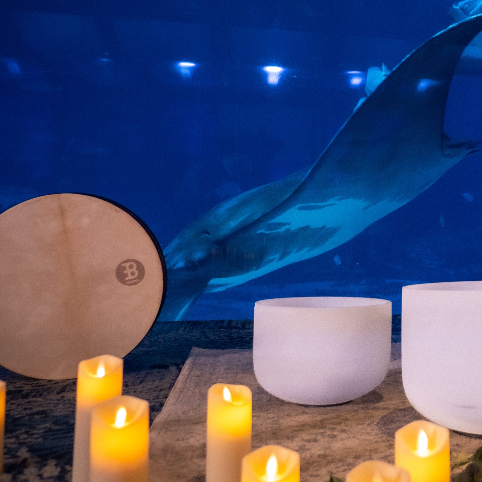 Aquarium Event Calendar Aquarium