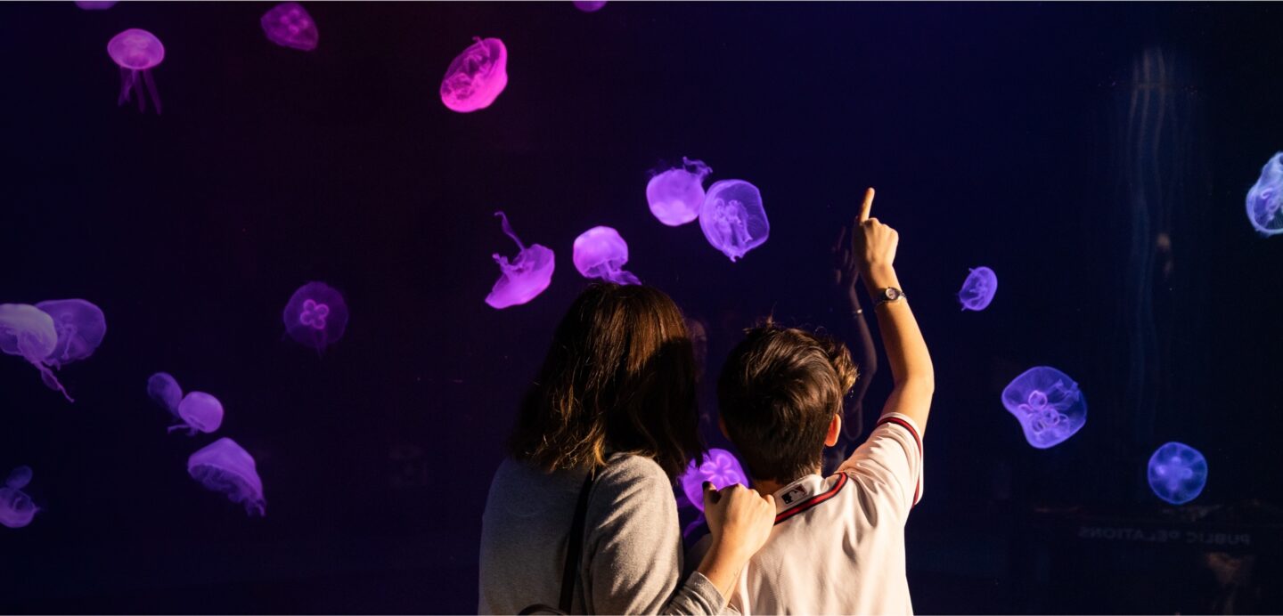 Buy Online and Save | Visit Today | Georgia Aquarium | Located in Downtown Atlanta, Georgia 4