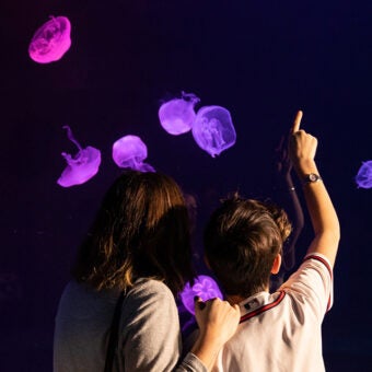 Buy Online and Save | Visit Today | Georgia Aquarium | Located in Downtown Atlanta, Georgia 5
