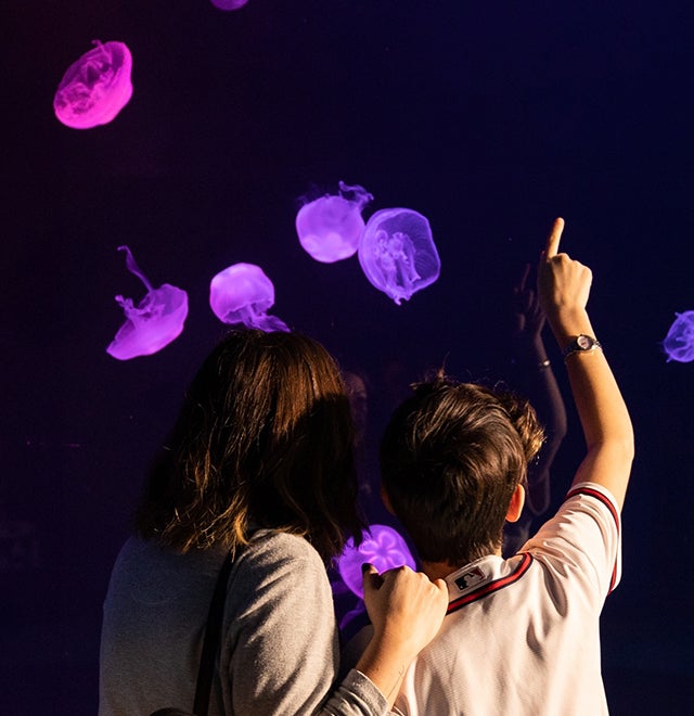 Buy Online and Save | Visit Today | Georgia Aquarium | Located in Downtown Atlanta, Georgia 5