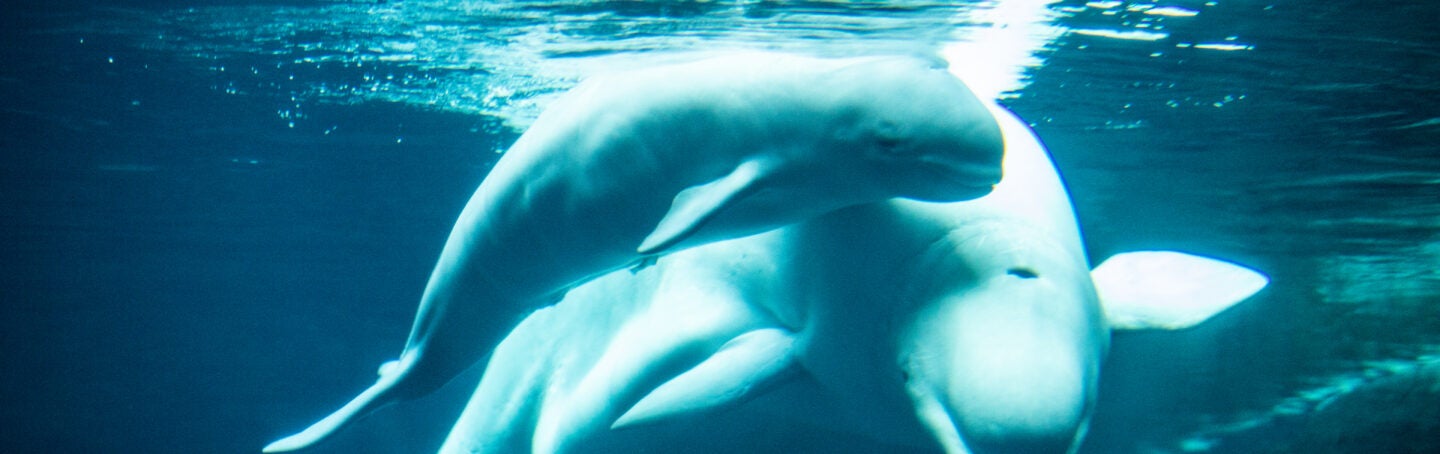 Beluga Calf Born at Georgia Aquarium