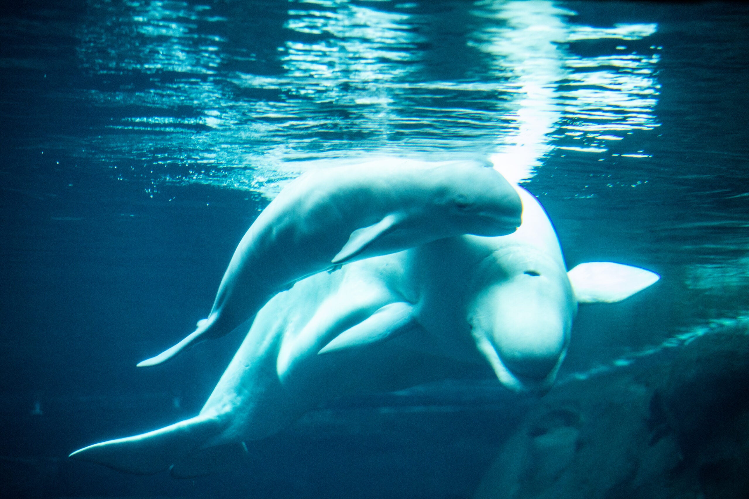 Watch penguin visit beluga whales in aquarium