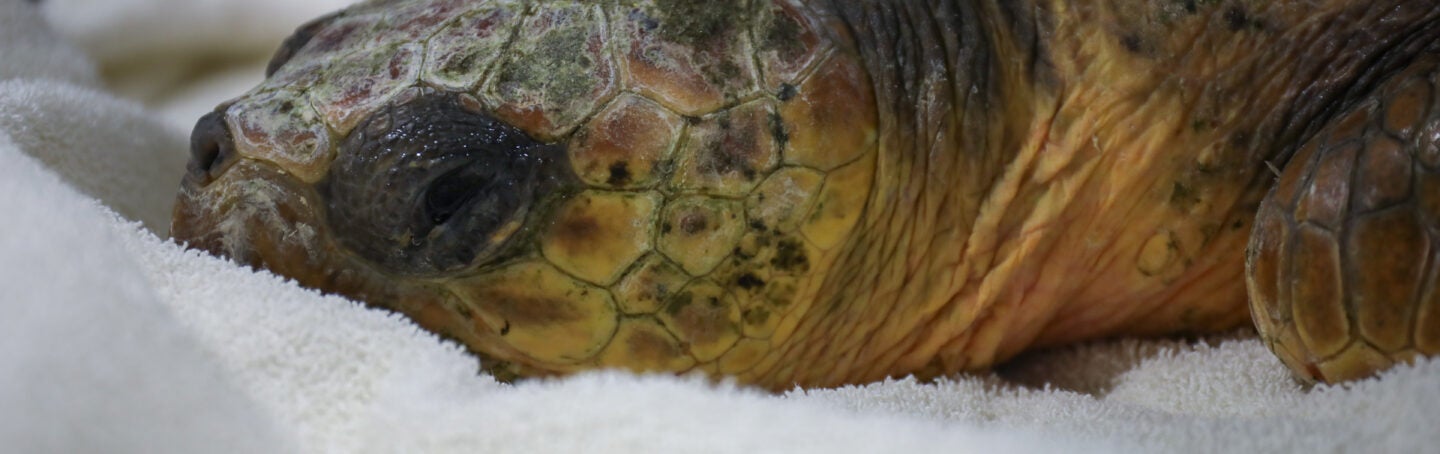 Cold-Stunned Sea Turtles Find a Warm, Temporary Home at Georgia Aquarium