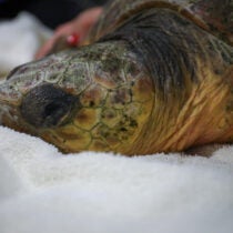 Cold-Stunned Sea Turtles Find a Warm, Temporary Home at Georgia Aquarium