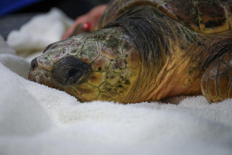 Cold-Stunned Sea Turtles Find a Warm, Temporary Home at Georgia Aquarium