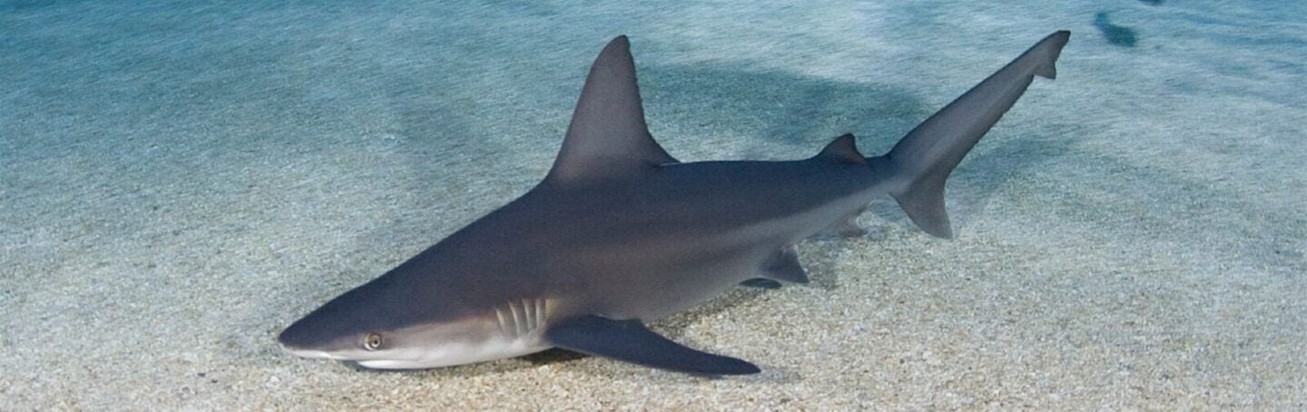 Descubra as diferentes espécies de tubarões do Aquário da Geórgia