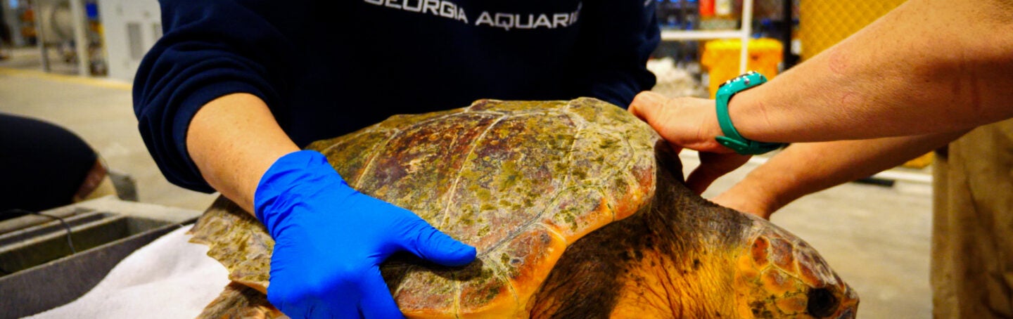 Georgia Aquarium Offers Temporary [Warm] Home to Cold-Stunned Turtles