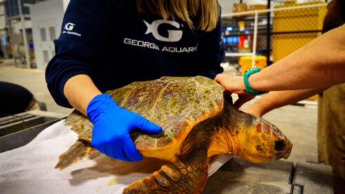 Georgia Aquarium Offers Temporary [Warm] Home to Cold-Stunned Turtles