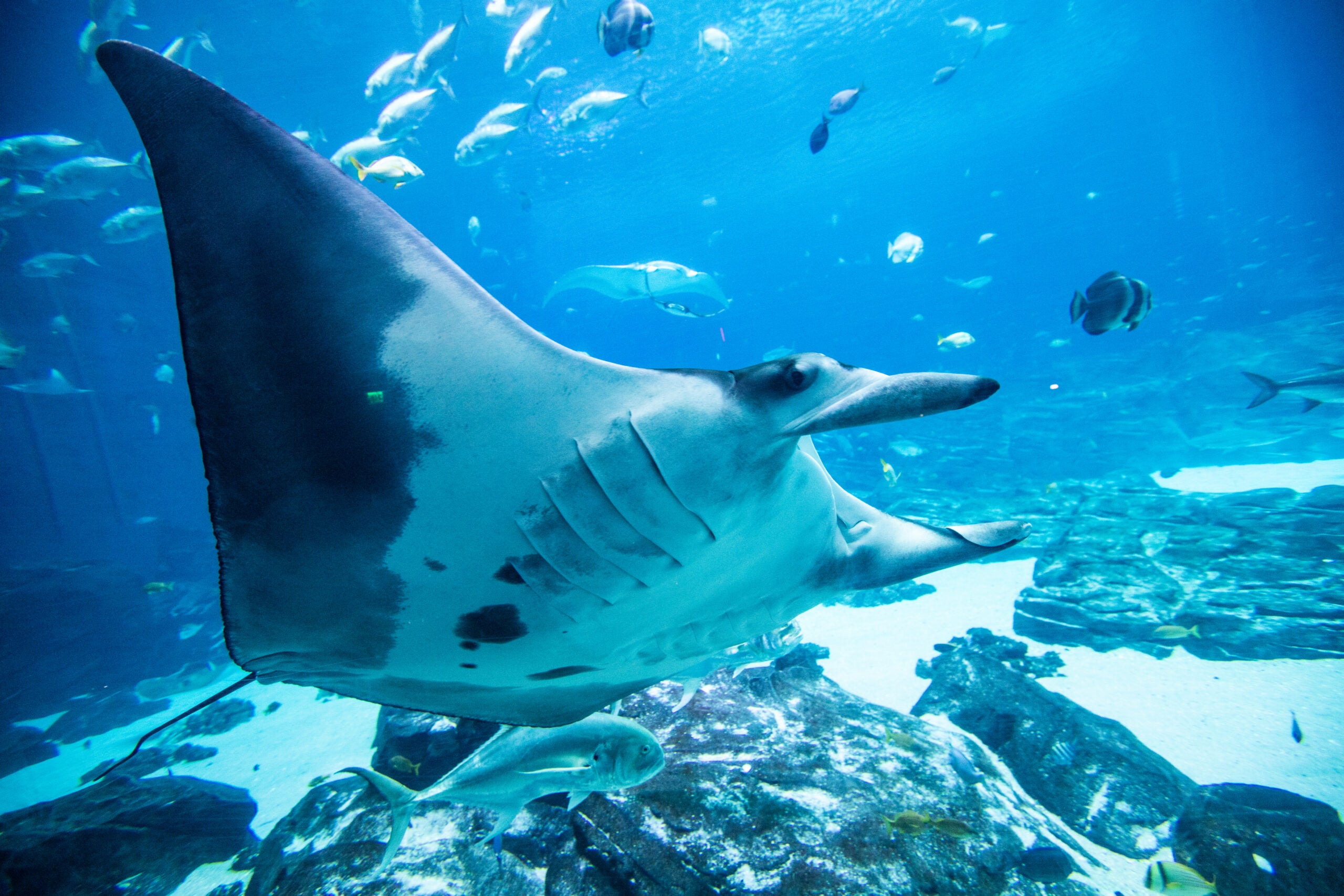 Georgia Aquarium Partners with World’s Leading Conservation Organization to Become a Center for Species Survival