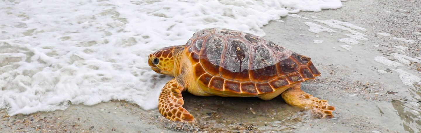 Georgia Aquarium Releases Six Rescued Loggerhead Sea Turtles