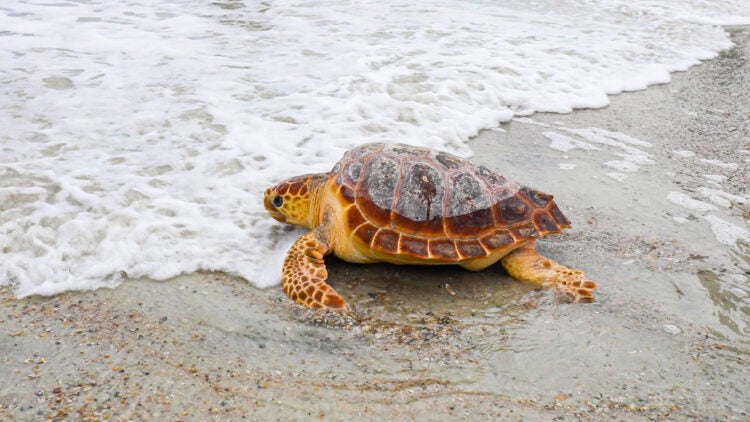 Georgia Aquarium Releases Six Rescued Loggerhead Sea Turtles