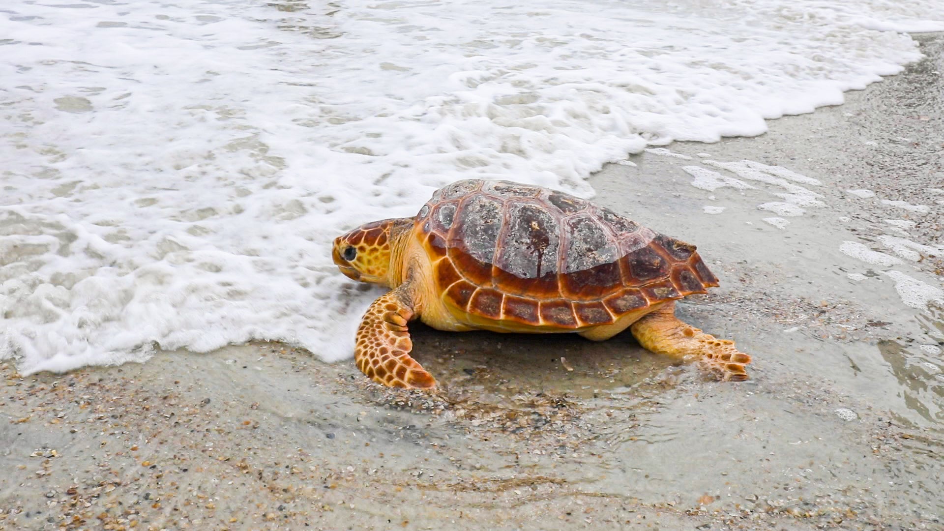 https://www.georgiaaquarium.org/wp-content/uploads/2023/03/georgia-aquarium-releases-six-rescued-loggerhead-sea-turtles.jpg