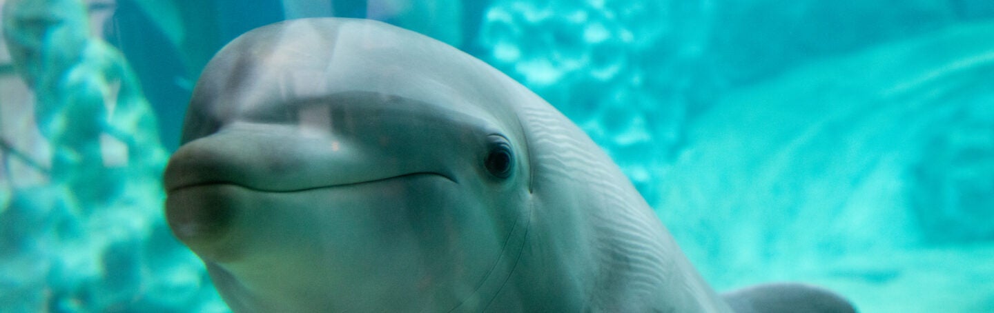 Georgia Aquarium Shares Results of Largest-ever Cetacean Welfare Study