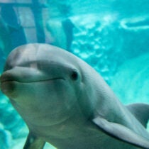 Georgia Aquarium Shares Results of Largest-ever Cetacean Welfare Study