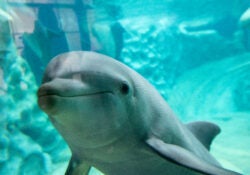 Margaritaville Vacation Club