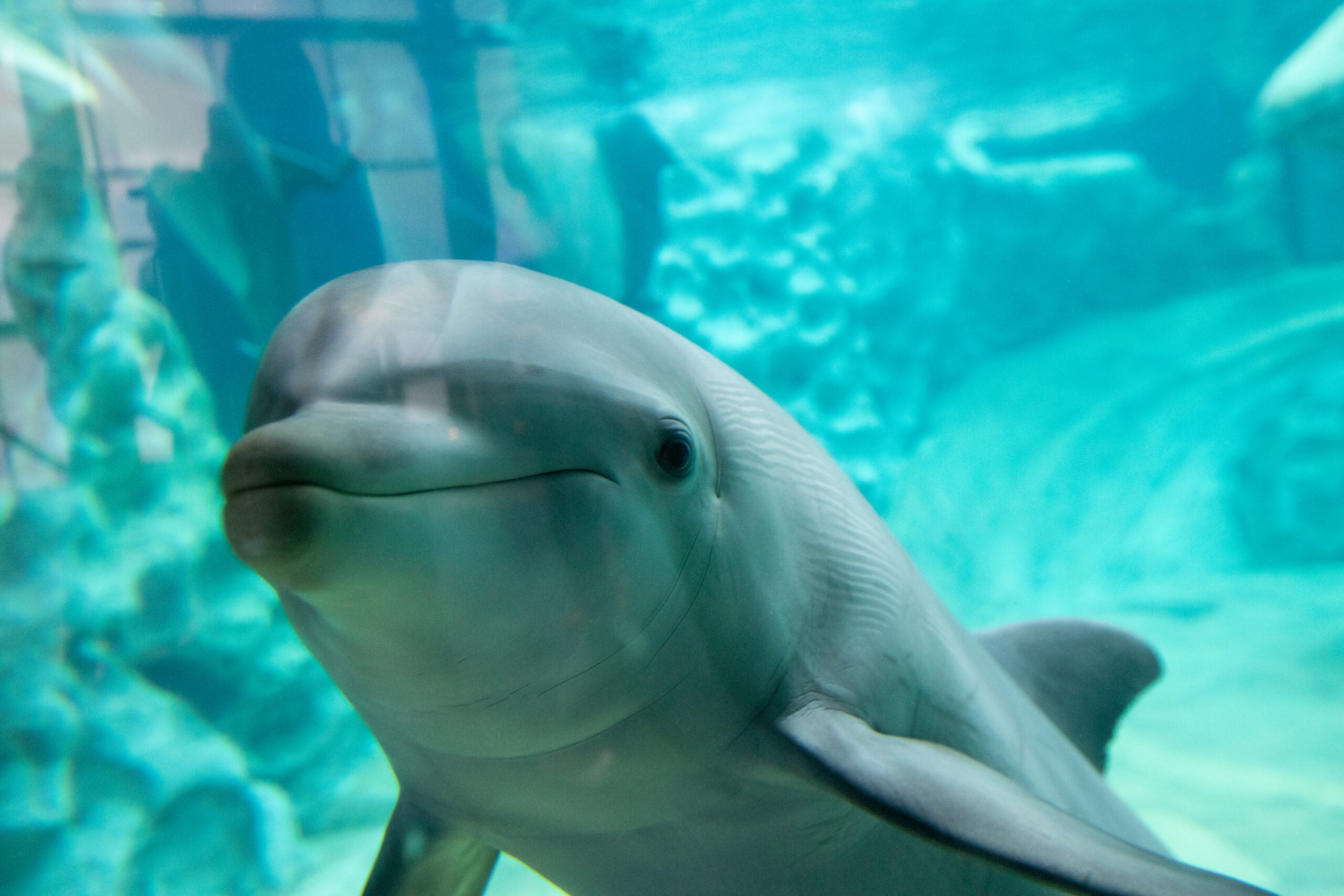 Georgia Aquarium Shares Results of Largest-ever Cetacean Welfare Study