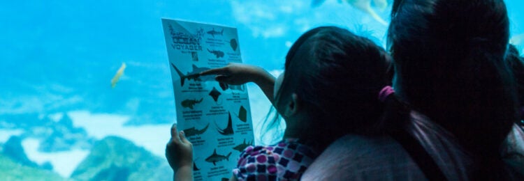 Georgia Aquarium Takes Their Certified Autism Center™ Designation to the Next Level 1