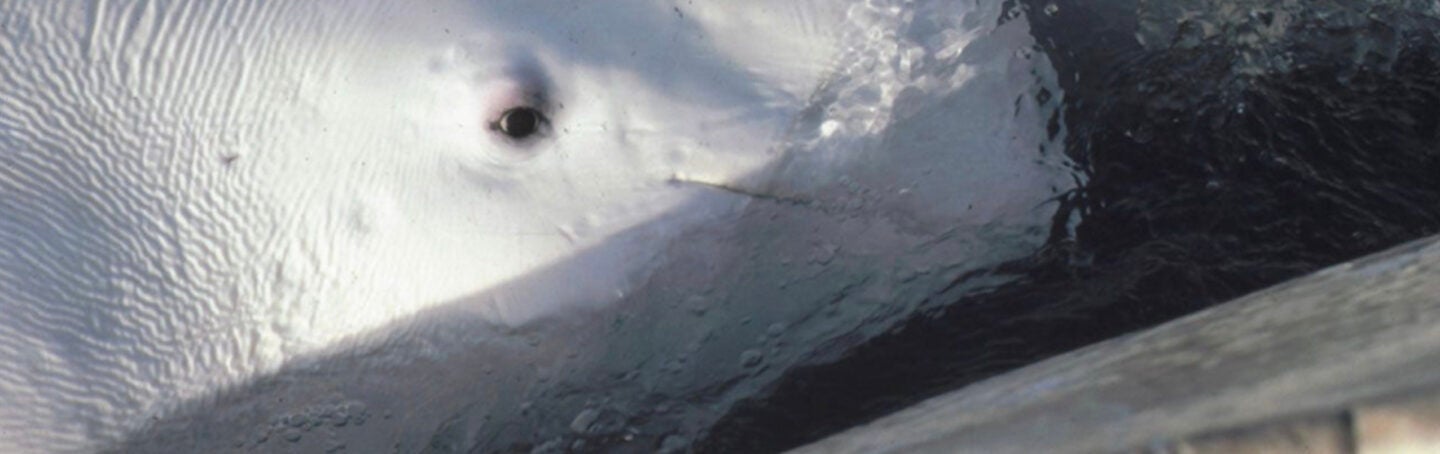 Hearing Tests on Wild Whales