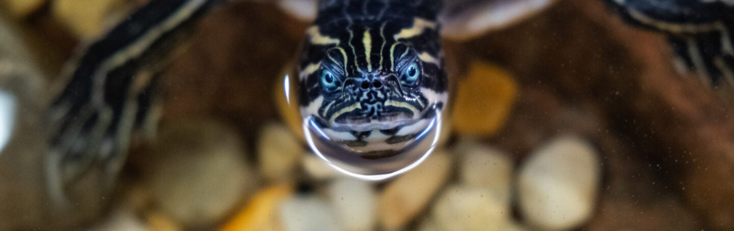 Local Elementary School Turtle Pond Renovated with Georgia Aquarium Help