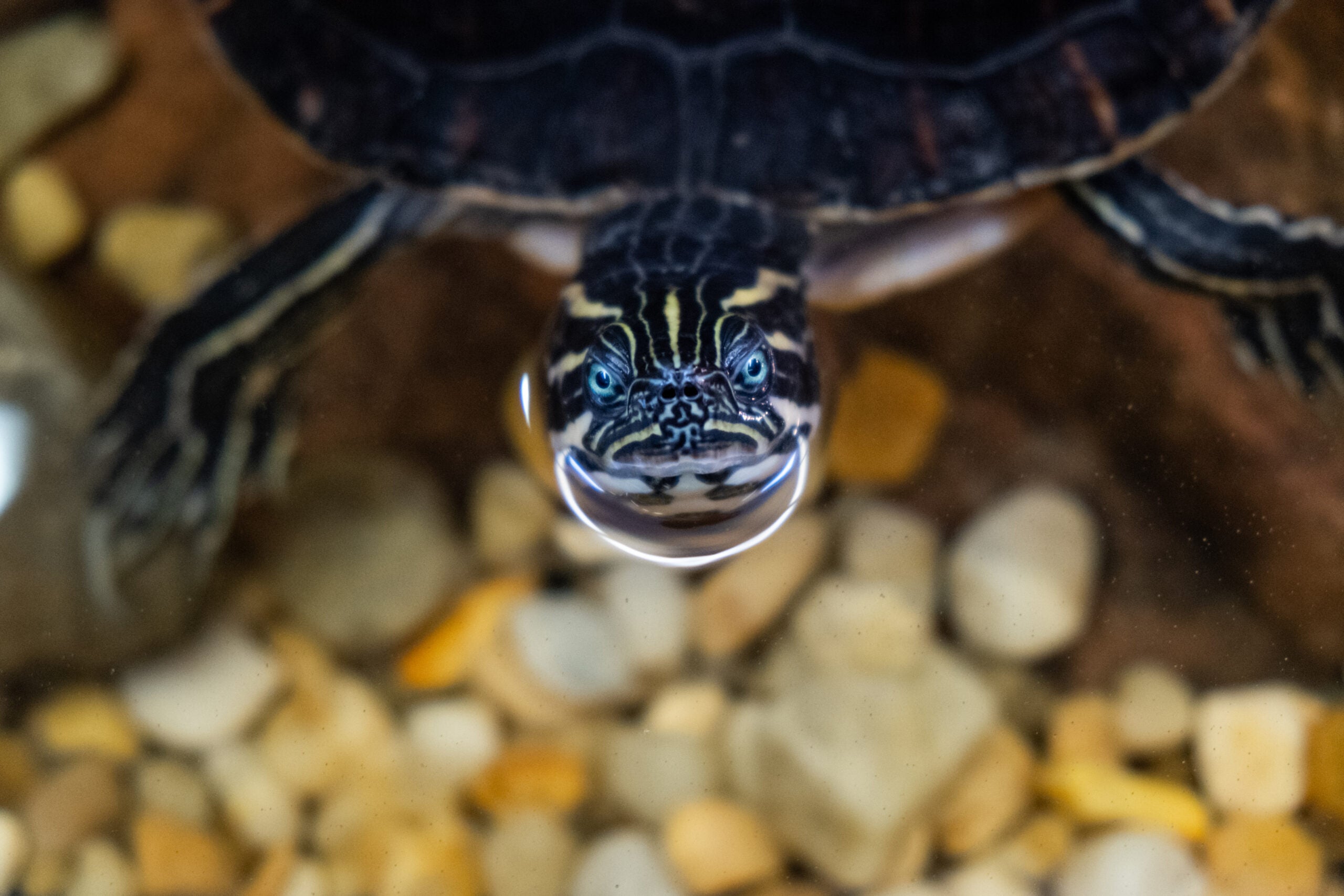 Local Elementary School Turtle Pond Renovated with Georgia Aquarium Help