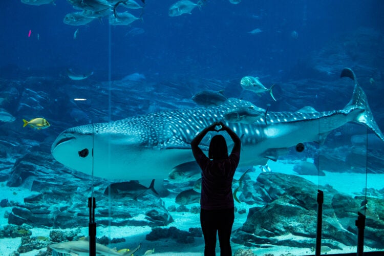 Caring for the Ocean's Gentle Giants - Georgia Aquarium