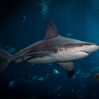 New Global Study Finds Unprecedented Shark and Ray Extinction Risk
