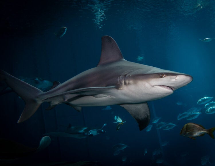 New Global Study Finds Unprecedented Shark and Ray Extinction Risk